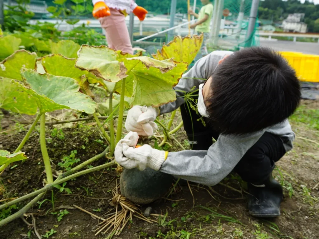 かぼちゃの収穫